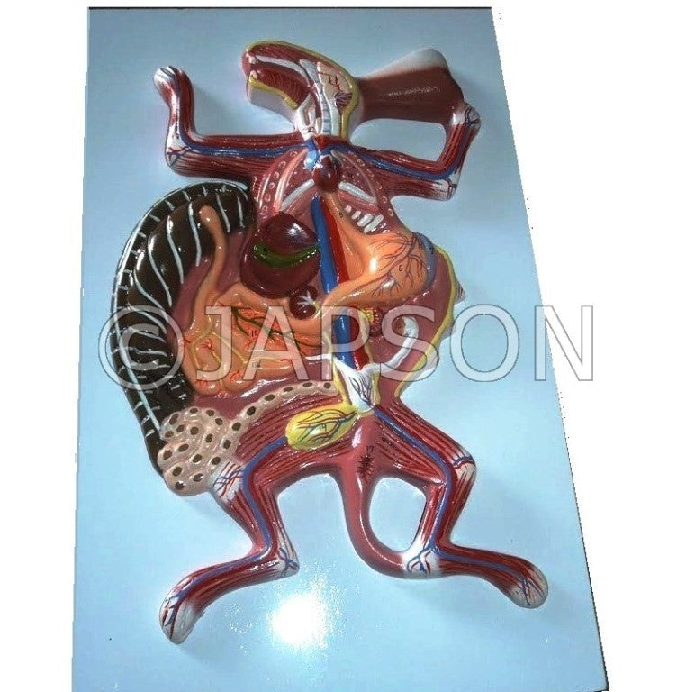 Rabbit Model Rabbit Model